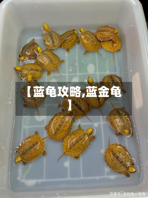 【蓝龟攻略,蓝金龟】-第2张图片